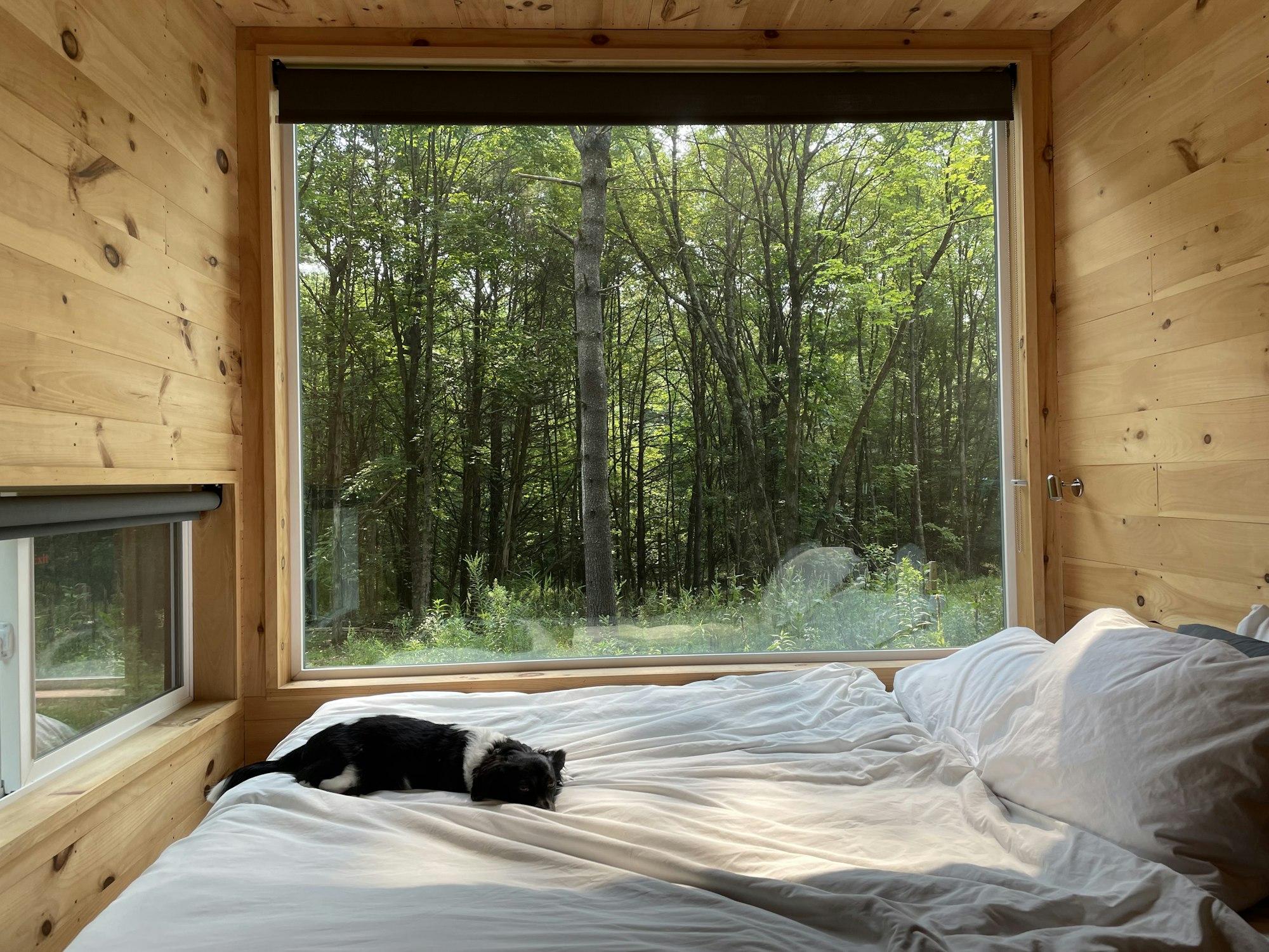 Dog sleeping in a cabin in the woods